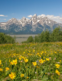 Wildflower Landscape