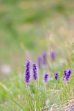 Mountain Flowers in the Breeze