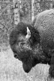 Black and White Bison