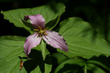 Trillium