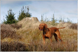 Hungarian Vizsla Ginny