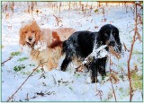 Spaniels in the park