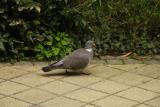 Walking pigeon