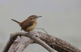 Carolina Wren.jpg