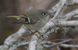 Ruby Crowned Kinglet.jpg