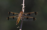 Painted Skimmer.jpg