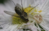 Crab Spider eating Fly.jpg