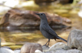 Gray Catbird.jpg