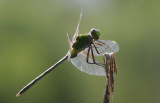 Great Pondhawk.jpg