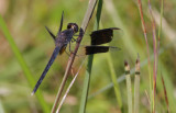 Band-winged Dragonlet1.jpg