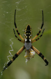 Argiope.jpg