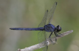 Slaty Skimmer.jpg