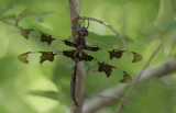 Prince Baskettail.jpg