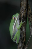 Green Treefrog.jpg