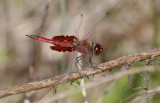 Red Saddlebags.jpg