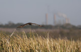 Red-tailed Hawk1.jpg