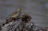 American Pipit.jpg