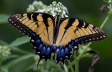 eastern tiger swallowtail 3.jpg