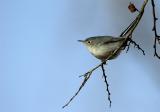 Blue-gray Gnatcatcher.jpg