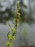 Long-jawed Orb Weaver.jpg