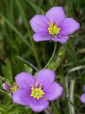 Meadow Pinks.jpg