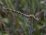 female Eastern Ringtail