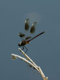 Four-spotted Pennant