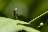 Fritilary Caterpillar.jpg
