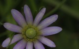 Ten-petal Anemone.jpg