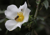Rose Bee and Fly.jpg
