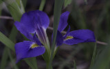 Southern Iris.jpg