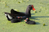 Mom and chicks.jpg