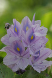 Hyacinth.jpg