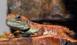 Shield-tailed Agama - (Xenagama taylori)