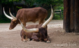 Ankole-Watusi Cattle - (Bos taurus taurus ankole)