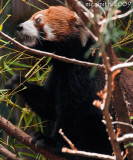 Red Panda - (Ailurus fulgens)