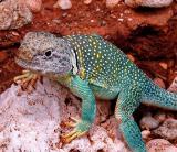 Collard Lizard (Crotaphytus collaris)