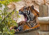 Sumatran Tiger - (Panthera tigris sumatrae)