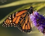 Monarch - (Danaus plexippus)