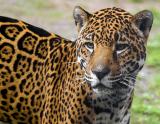 Jaguar - (Panthera onca)