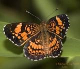 Silvery Checkerspot (Chlosyne nycteis)