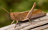 Brown Grasshopper