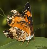 Silvery Checkerspot -  (Chlosyne nycteis)