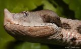 Snub Nosed Viper - (Vipera latastei gaditana)