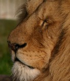 Lioncloseup2.jpg