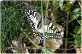 Papilio machaon