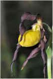 2933 Cypripedium calceolus