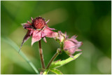 938 Potentilla palustris