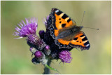 Aglais urticae