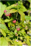 1027 Rubus idaeus